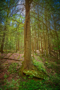 Trees growing in forest