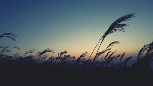 Plants growing at sunset