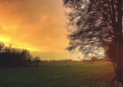 View of tree on field against sky during sunset