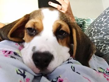 Close-up portrait of dog at home