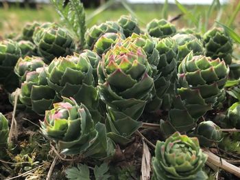 Close-up of succulent plant on field