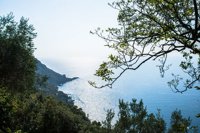 Scenic view of sea and trees against clear sky