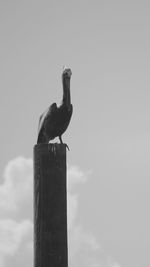 Low angle view of bird perching against sky