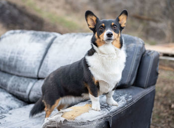 Portrait of dog sitting outdoors