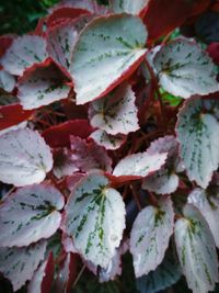 Full frame shot of red leaves
