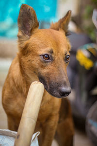 Close-up of dog looking away