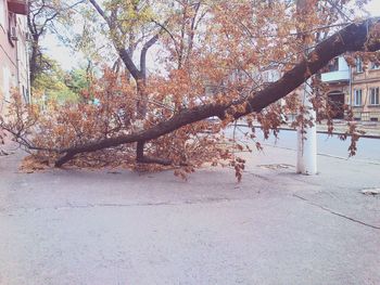 Built structure with trees in background