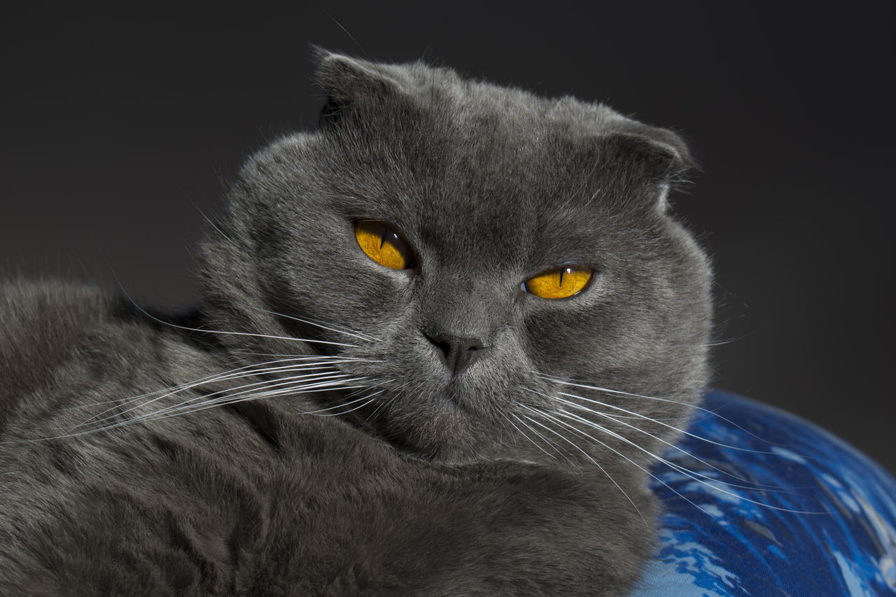 PORTRAIT OF CAT ON BLACK BACKGROUND