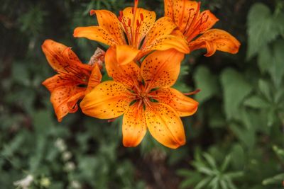 Close-up of orange flower