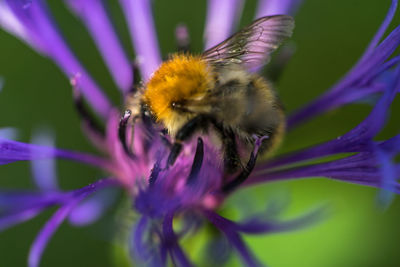 Close-up of bee on purple flower