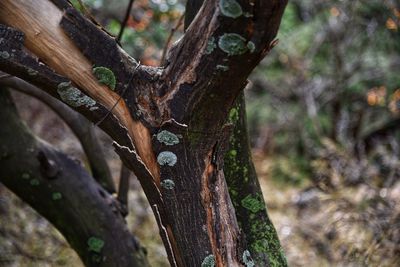 Close-up of tree trunk