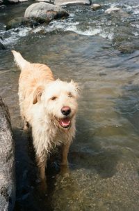 High angle view of dog on rock in water