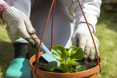 Close-up of a gardener hand in household gloves planting a flower in a pot person