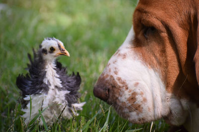 Close-up of dog and chicken on field