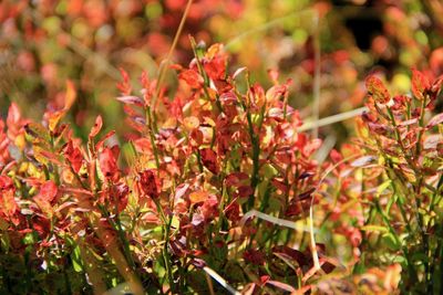 Close-up of flowers growing on tree