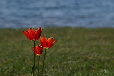 Close-up of red flowering plant on field