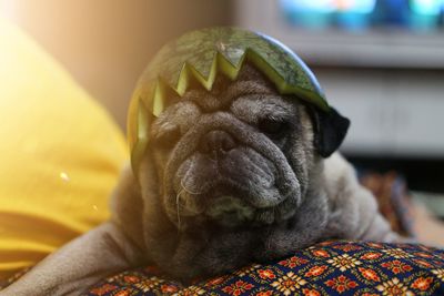 Close-up of a dog sleeping