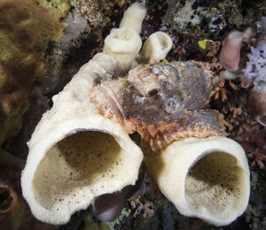 High angle view of shells in sea