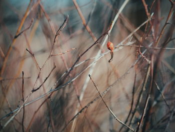 Dried rose hip plants