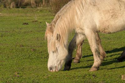 Autochthonous horses eating grass in the green meadow of mallorca balearic islands