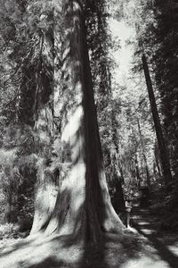 Trees in forest