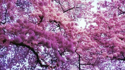 Low angle view of cherry blossom tree