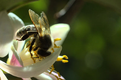 Close-up of bee pollinating on flower