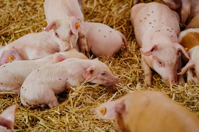 High angle view of sheep in pen