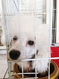 Close-up of sheep in cage