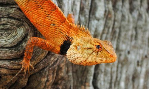 Close-up of lizard on tree trunk