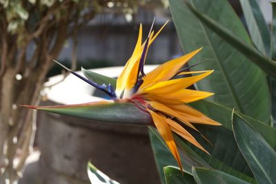 Close-up of yellow flower