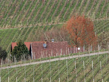 Farm against trees on field