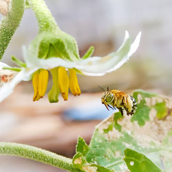 Close-up of bee pollinating on flower