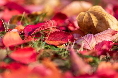 Close-up of maple leaves on plant