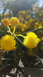 Close-up of yellow flowers blooming in park