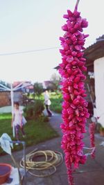 Close-up of pink flowers