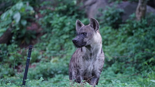 Portrait of a dog looking away