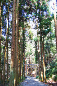 Walkway amidst trees in forest against sky