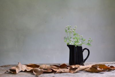 Plants in pitcher with leaves on table against wall