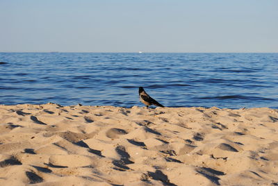 Bird perching on shore against clear sky