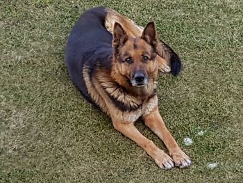 Portrait of dog on grass