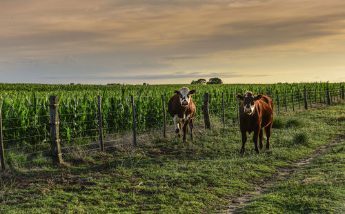 Horses on field against sky during sunset