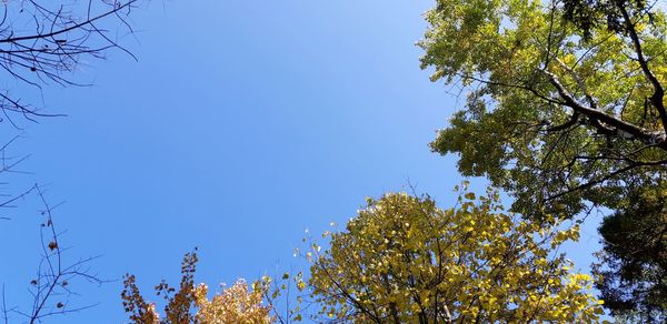 Low angle view of flowering trees against clear blue sky