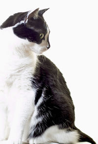 Close-up of cat