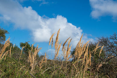 Low angle view of plants against sky