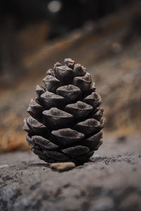 Close-up of pine cone on field