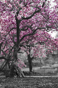 Cherry blossom tree in park