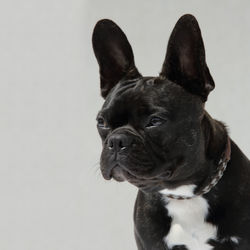 Close-up of black dog against white background