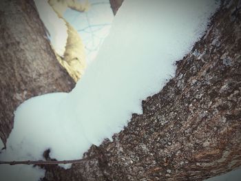 Close-up of tree during winter