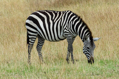 Zebra -  kenya amboseli nationa park
